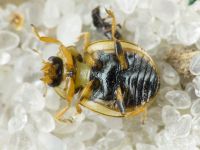 Tytthaspis sedecimpunctata