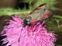 Zygaena filipendulae