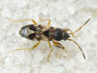Scolopostethus