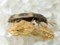 Litargus connexus