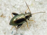 Longitarsus echii