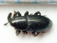 Melanobaris dalmatina