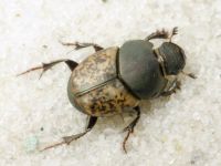 Scarabaeidae