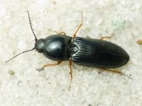 Cardiophorus erichsoni