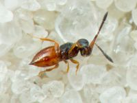 Ceraphron