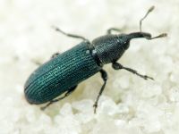 Mecinus janthinus