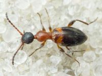 Anthelephila pedestris