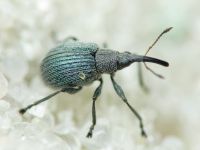 Hemitrichapion pavidum