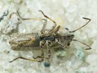 Ortholomus punctipennis