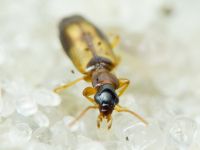 Lebiinae