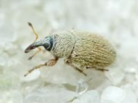 Mecinus ictericus