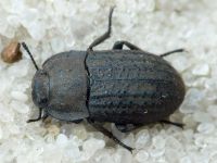 Opatrum sabulosum