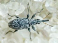 Squamapion elongatum