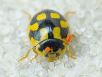 Propylea quatuordecimpunctata