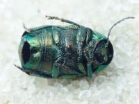 Cryptocephalus