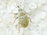 Sibinia (Sibinia) unicolor