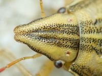 Aelia acuminata