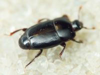 Platylomalus complanatus