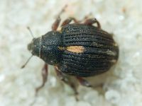 Rhinoncus leucostigma