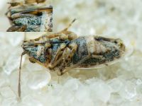 Nysius ericae