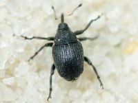 Ceutorhynchus assimilis
