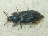 Grynocharis oblonga