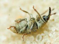 Sibinia (Sibinia) unicolor