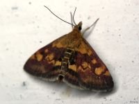 Pyrausta purpuralis