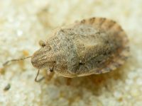 Sciocoris macrocephalus