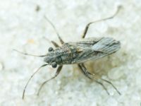 Ortholomus punctipennis
