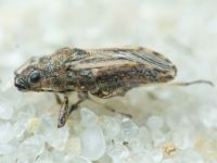 Ortholomus punctipennis