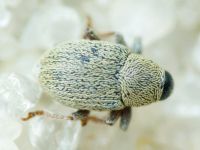 Sibinia (Sibinia) unicolor