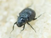 Georissus crenulatus