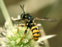 Conops quadrifasciatus