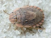 Menaccarus (Oploscelis) arenicola