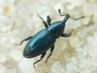 Aulacobaris lepidii
