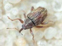 Ceutorhynchinae