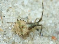 Syromastus rhombeus