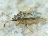 Nysius senecionis