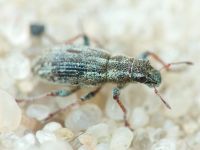 Entiminae
