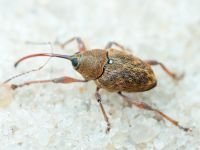 Curculio (Curculio) glandium