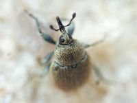 Rhinusa tetra