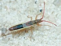 Myrmus miriformis