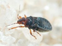 Hebrus ruficeps