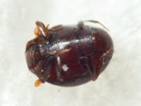 Abraeus