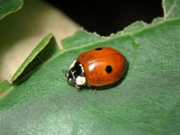 Adalia bipunctata