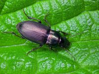 Harpalus distinguendus