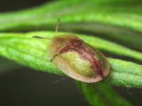 Cassida (Cassida) vibex