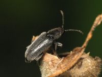 Nemonyx lepturoides