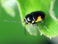 Cryptocephalus (Cryptocephalus) moraei